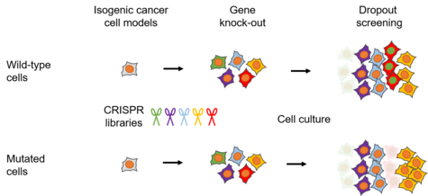 Überblick über das gepoolte CRISPR/Cas9-Dropout-Screening unter Wildtyp- und Mutationsbedingungen. Grafische Darstellung verschiedener Gene in unterschiedlichen Farben.